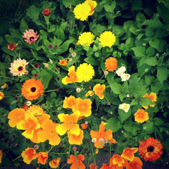 Ringblommor