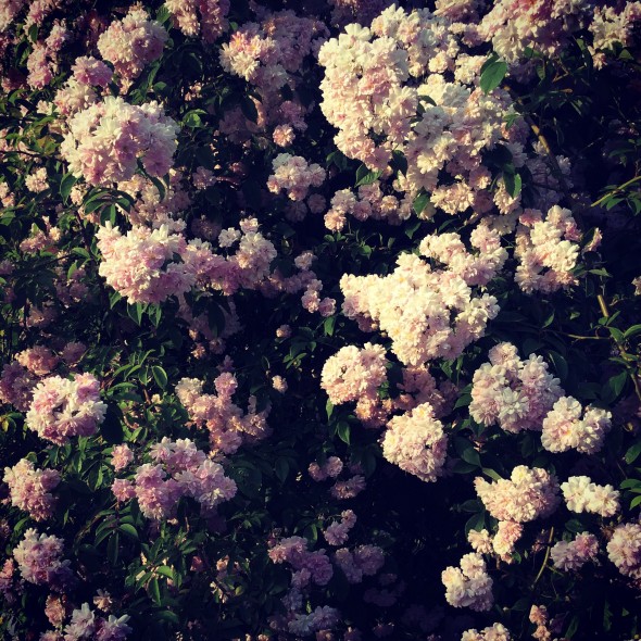 Pauls Himalayan Musk